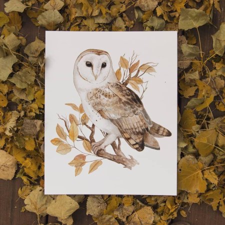 Сипуха белая