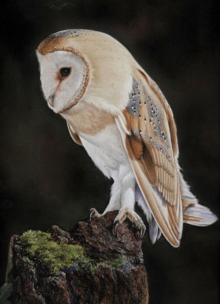 Сипуха птица