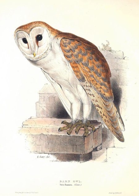 Сипуха тито альба