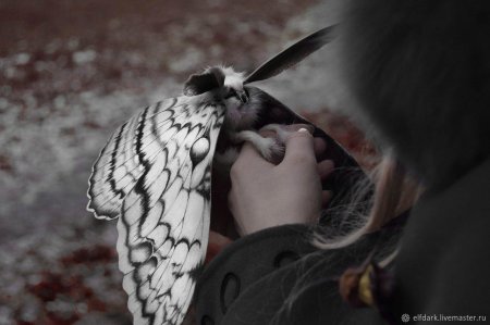 Гарпия шелкопряд бабочка