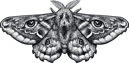 Павлиний глаз бабочка