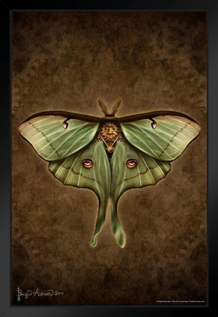 Павлиноглазка сатурния луна бабочка