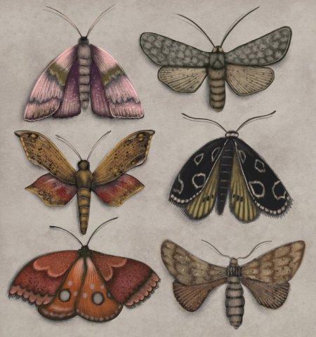 Бабочка мотылек