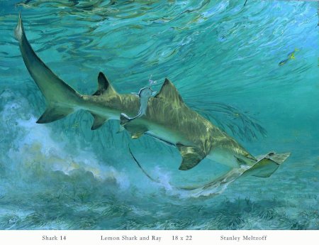 Песчаная рифовая акула