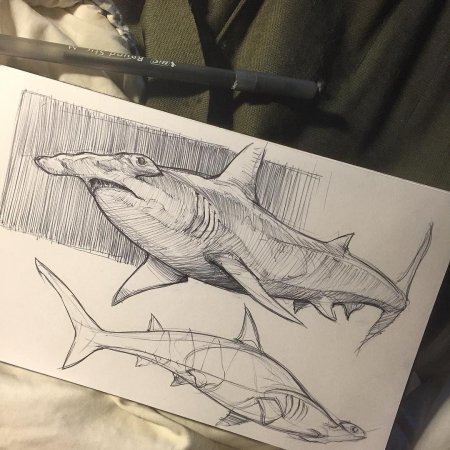Акула карандашом