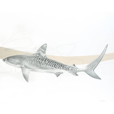 Акула с полосками