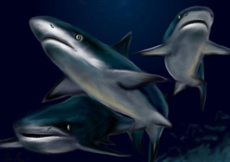 Рифовая акула арт