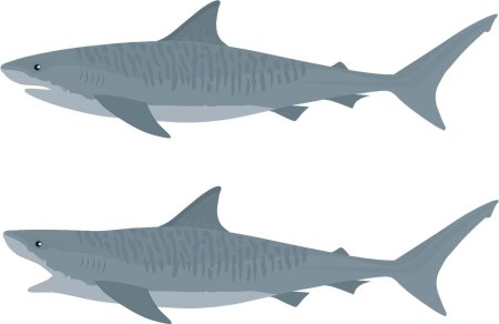 Тигровая акула (galeocerdo cuvier)