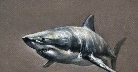 Акула мегалодон рисунок