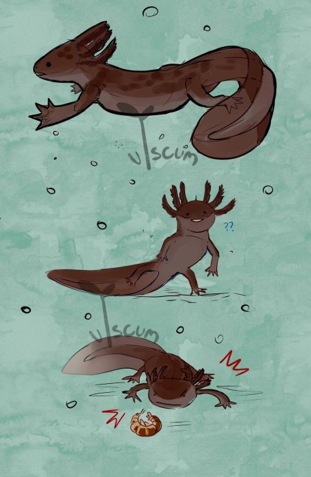 Аксолотль дракон