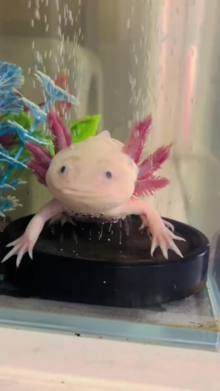 Аксолотль мексиканской амбистомы