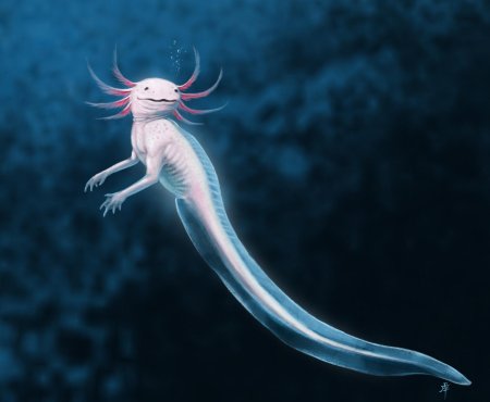 Амбистома и аксолотль