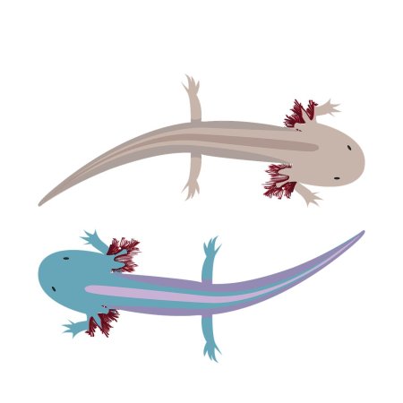 Аксолотль д