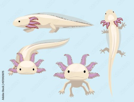 Полумультяшный аксолотль