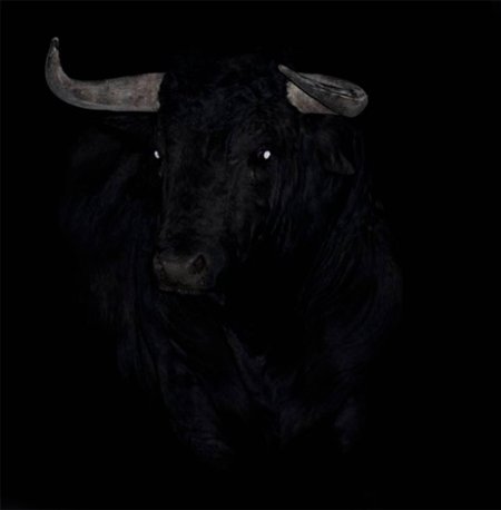 Картина бык