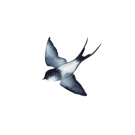Swallow flying