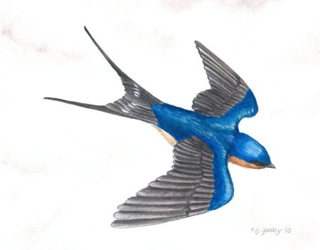 Перелетные птицы ласточка для детей