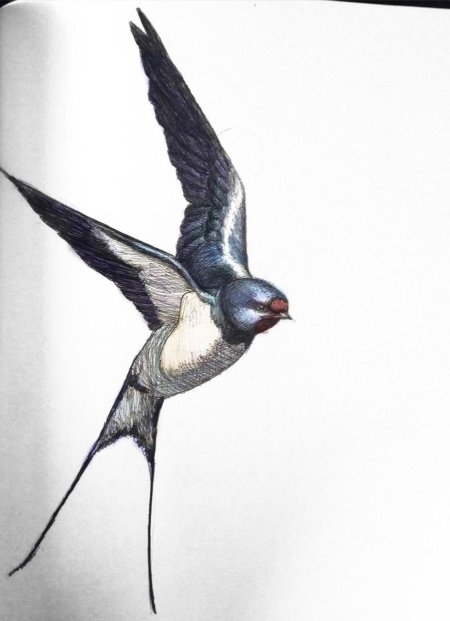 Ласточка птица