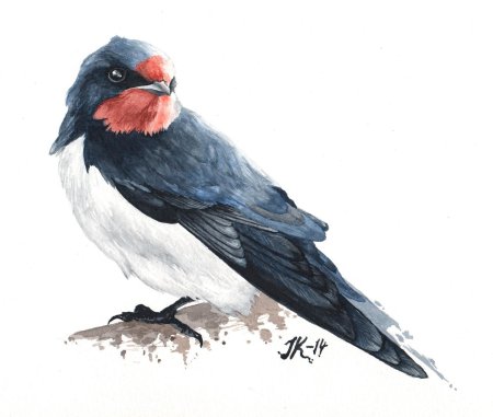 Ласточка обыкновенная