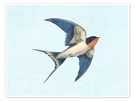 Постер ласточка