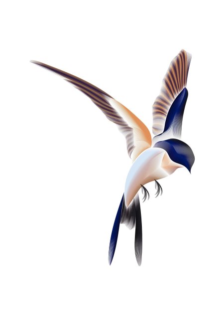 Ласточка иллюстрация