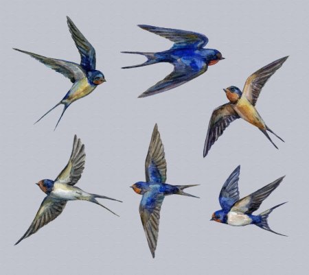 Ласточка живопись