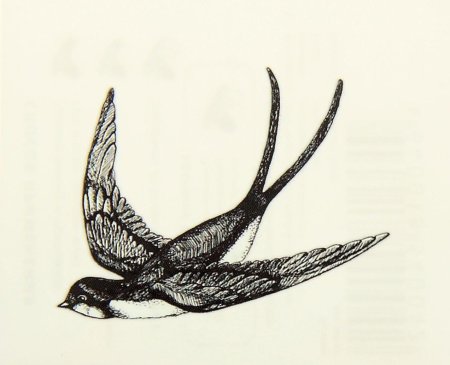 Ласточка рисунки