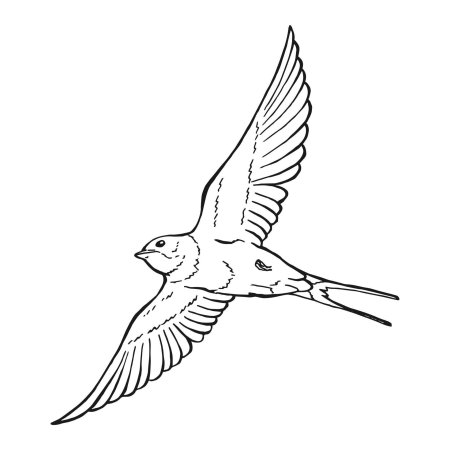 Ласточка раскраска