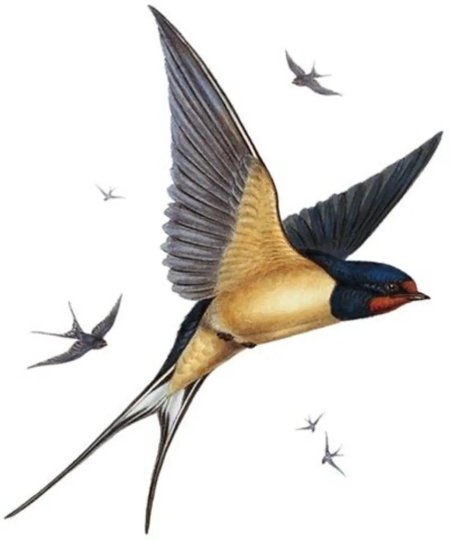 Ласточка перелетная птица