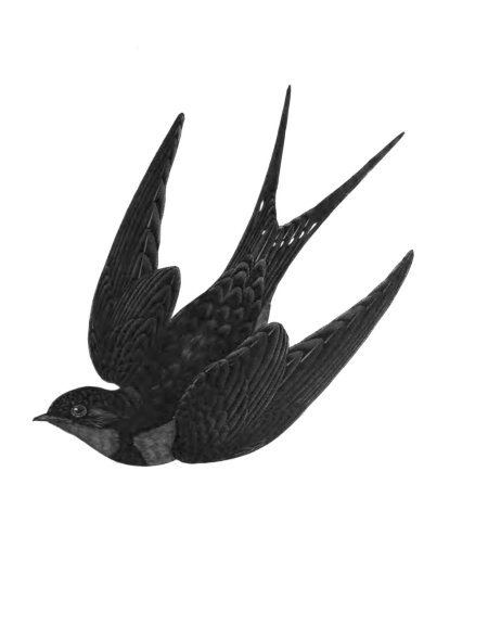 Стрижи птица