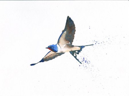 Ласточка в полете рисунок