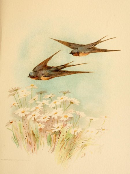 Чарльз войси ласточки