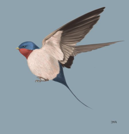 Ласточка перелетная птица