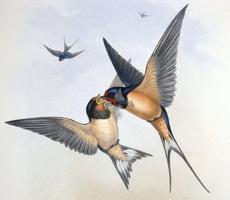 Чарльз войси ласточки