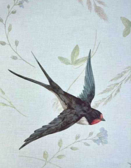 Ласточка иллюстрация