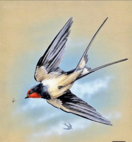 Птица ласточка