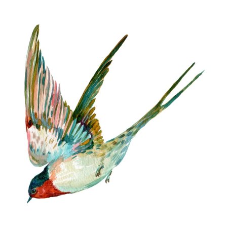 Ласточка акварель