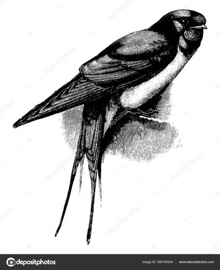 Ласточка карандашом