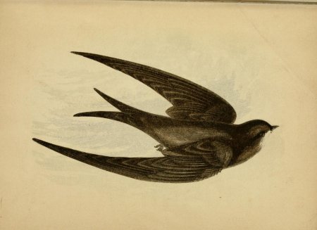 Линогравюра ласточка