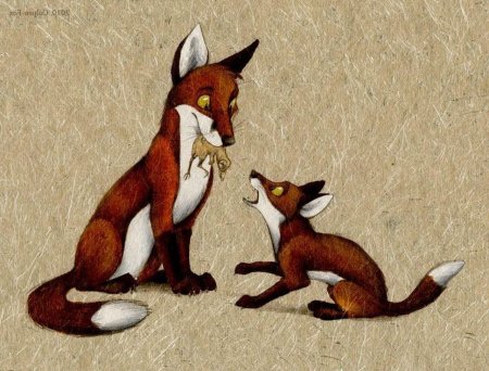 Лисы кульпео фокс