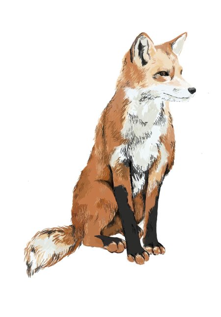 Рисунки лис