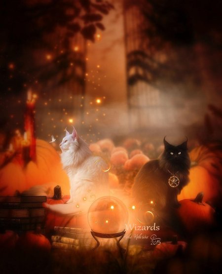Волшебный кот