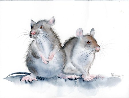 Мышь акварель