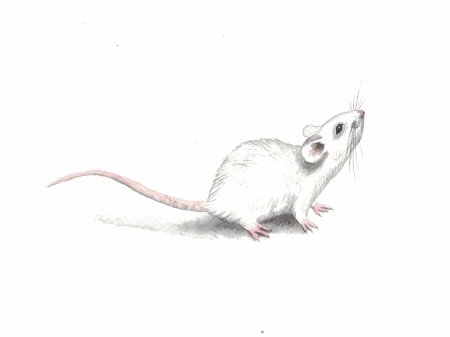 Мыши белые