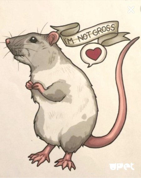 Крыса рисунки