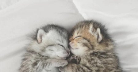 Милые котики вместе