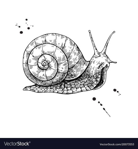 Улитка рисунки
