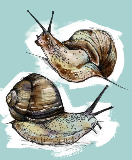 Улитка ахатина арт