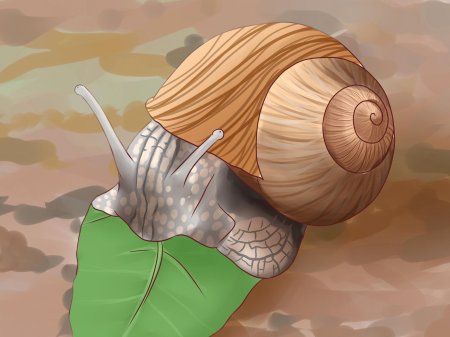 Улитка priotrohatella stellata