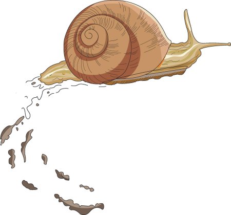 Slow snail